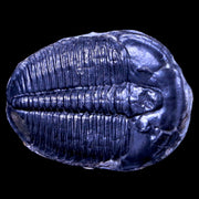 XL 1.7" Elrathia Kingi Trilobite Fossil Utah Cambrian Age 521 Million Years Old COA