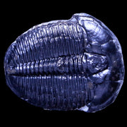 1.4" Elrathia Kingi Trilobite Fossil Utah Cambrian Age 521 Million Years Old COA