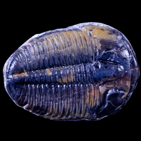 1.3" Elrathia Kingi Trilobite Fossil Utah Cambrian Age 521 Million Years Old COA - Fossil Age Minerals