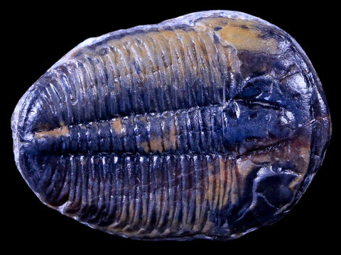 1.3" Elrathia Kingi Trilobite Fossil Utah Cambrian Age 521 Million Years Old COA - Fossil Age Minerals