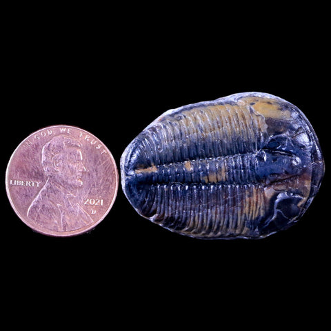 1.3" Elrathia Kingi Trilobite Fossil Utah Cambrian Age 521 Million Years Old COA - Fossil Age Minerals