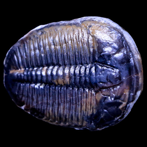1.3" Elrathia Kingi Trilobite Fossil Utah Cambrian Age 521 Million Years Old COA - Fossil Age Minerals