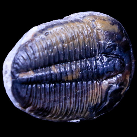 1.3" Elrathia Kingi Trilobite Fossil Utah Cambrian Age 521 Million Years Old COA - Fossil Age Minerals