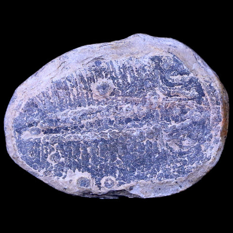 1.3" Elrathia Kingi Trilobite Fossil Utah Cambrian Age 521 Million Years Old COA - Fossil Age Minerals