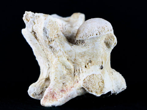 1.3" Palaeophis Magrebianus Sea Snake Vertebra Bone Upper Paleocene Morocco - Fossil Age Minerals
