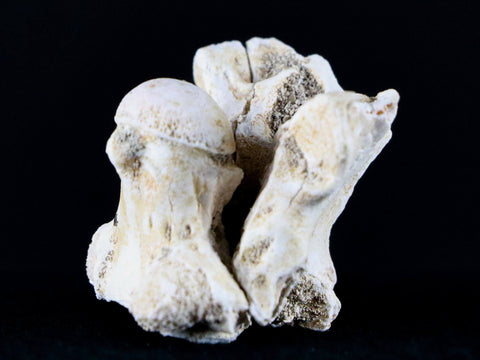 1.3" Palaeophis Magrebianus Sea Snake Vertebra Bone Upper Paleocene Morocco - Fossil Age Minerals