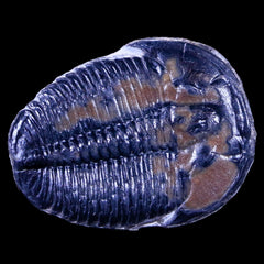 Elrathia Trilobites Collection