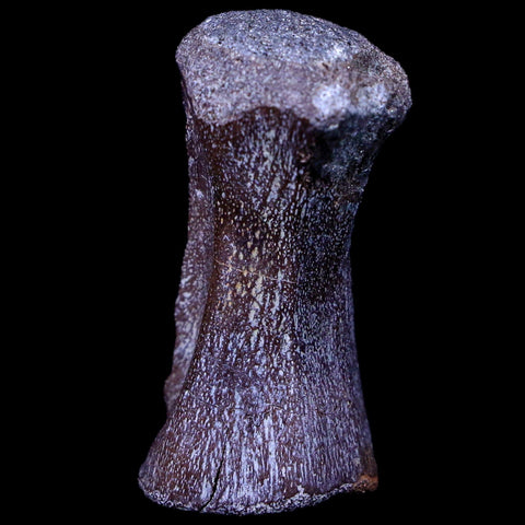 1.4" Crocodile Fossil Vertebrae Hell Creek FM North Dakota Cretaceous Dinosaur Age - Fossil Age Minerals