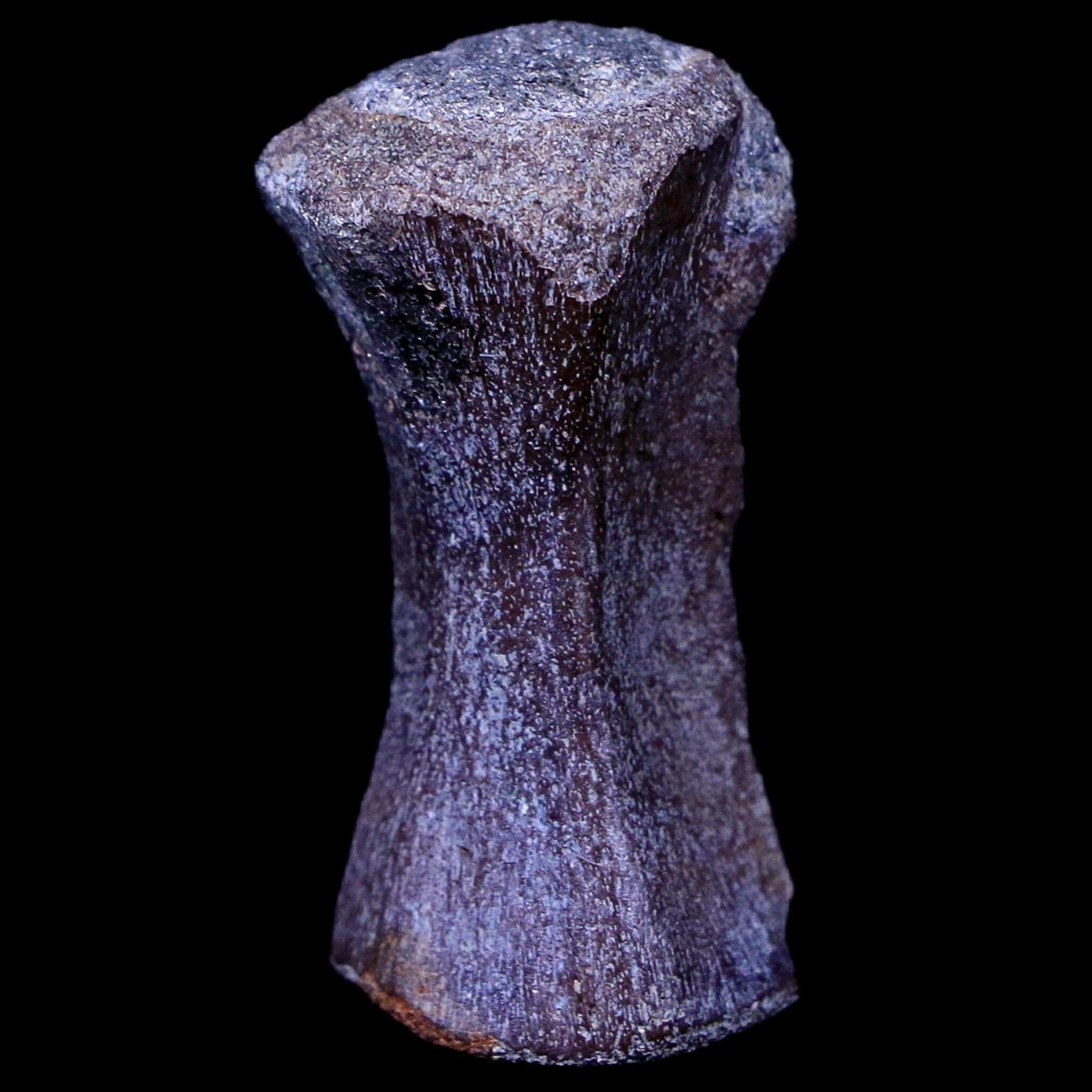 1.4" Crocodile Fossil Vertebrae Hell Creek FM North Dakota Cretaceous Dinosaur Age - Fossil Age Minerals