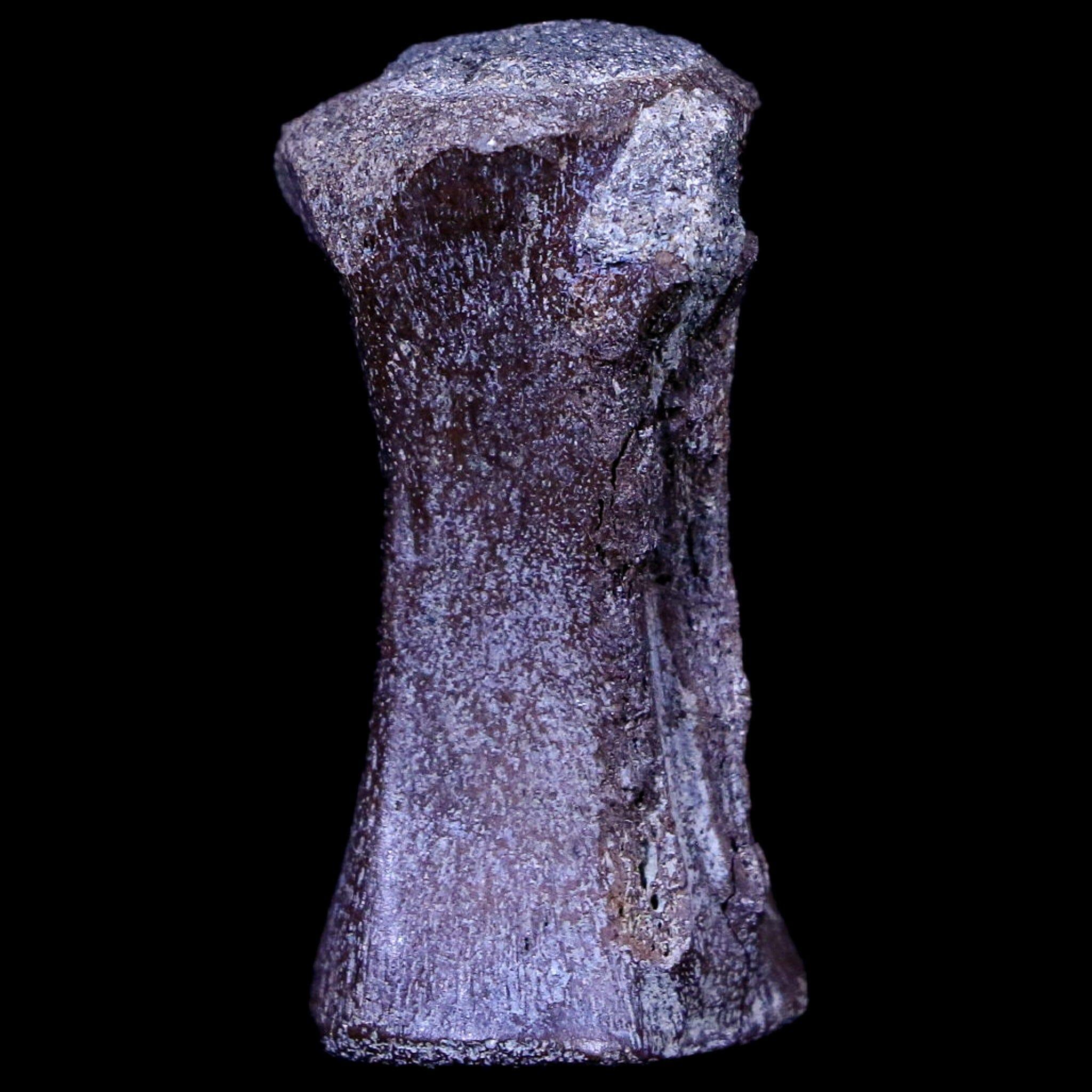 1.4" Crocodile Fossil Vertebrae Hell Creek FM North Dakota Cretaceous Dinosaur Age - Fossil Age Minerals