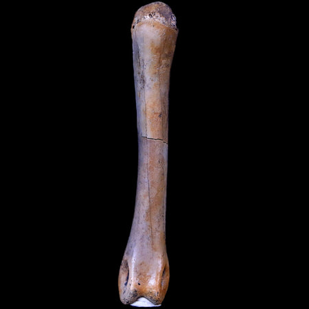 2" Struthiomimus Fossil Finger Bone Cretaceous Dinosaur Age Hell Creek South Dakota