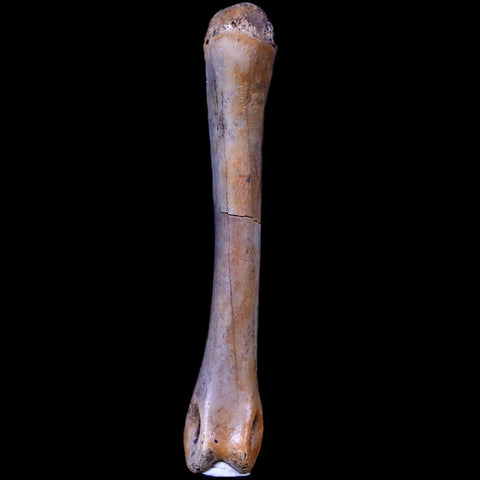 2" Struthiomimus Fossil Finger Bone Cretaceous Dinosaur Age Hell Creek South Dakota - Fossil Age Minerals