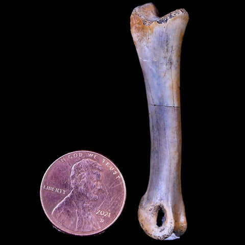 2" Struthiomimus Fossil Finger Bone Cretaceous Dinosaur Age Hell Creek South Dakota - Fossil Age Minerals