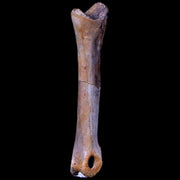 2" Struthiomimus Fossil Finger Bone Cretaceous Dinosaur Age Hell Creek South Dakota