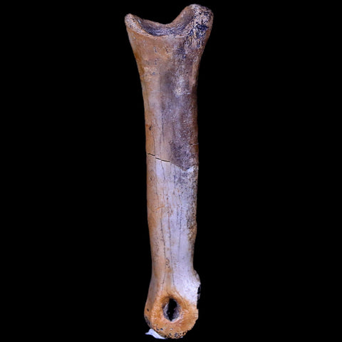 2" Struthiomimus Fossil Finger Bone Cretaceous Dinosaur Age Hell Creek South Dakota - Fossil Age Minerals