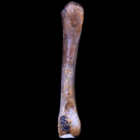 2" Struthiomimus Fossil Finger Bone Cretaceous Dinosaur Age Hell Creek South Dakota - Fossil Age Minerals