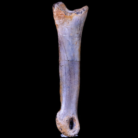 2" Struthiomimus Fossil Finger Bone Cretaceous Dinosaur Age Hell Creek South Dakota - Fossil Age Minerals