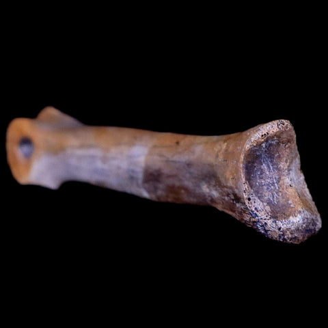 2" Struthiomimus Fossil Finger Bone Cretaceous Dinosaur Age Hell Creek South Dakota - Fossil Age Minerals