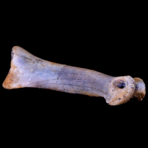 2" Struthiomimus Fossil Finger Bone Cretaceous Dinosaur Age Hell Creek South Dakota - Fossil Age Minerals