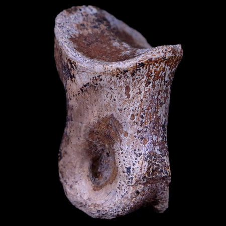 0.8" Struthiomimus Fossil Toe Bone Cretaceous Dinosaur Age Hell Creek FM SD COA