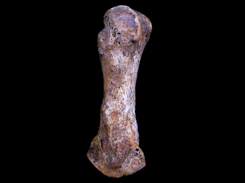 3.1" Extinct Cave Bear Ursus Spelaeus Hand Paw Bone Pleistocene Age Romania COA - Fossil Age Minerals