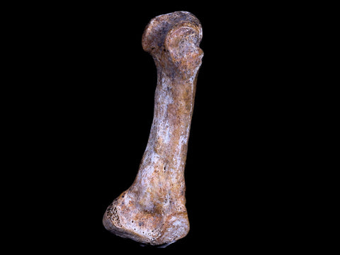 3.1" Extinct Cave Bear Ursus Spelaeus Hand Paw Bone Pleistocene Age Romania COA - Fossil Age Minerals
