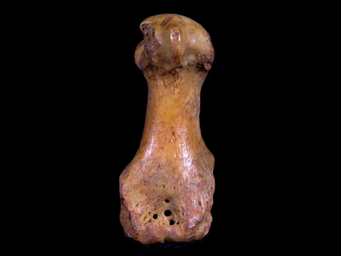 2.4" Extinct Cave Bear Ursus Spelaeus Hand Paw Bone Pleistocene Age Romania COA - Fossil Age Minerals