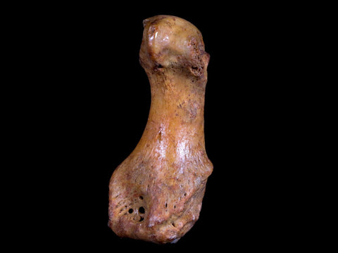 2.4" Extinct Cave Bear Ursus Spelaeus Hand Paw Bone Pleistocene Age Romania COA - Fossil Age Minerals