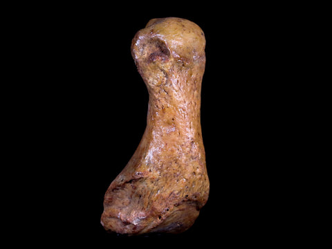 2.4" Extinct Cave Bear Ursus Spelaeus Hand Paw Bone Pleistocene Age Romania COA - Fossil Age Minerals