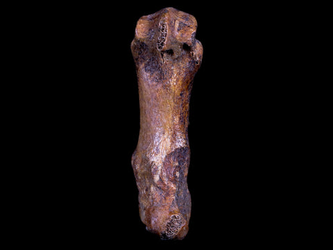 2.9" Extinct Cave Bear Ursus Spelaeus Hand Paw Bone Pleistocene Age Romania COA - Fossil Age Minerals