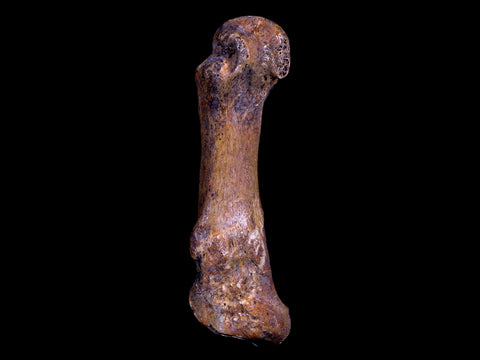 2.9" Extinct Cave Bear Ursus Spelaeus Hand Paw Bone Pleistocene Age Romania COA - Fossil Age Minerals