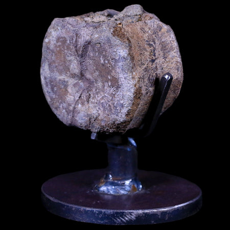 1.9" Edmontosaurus Dinosaur Fossil Tail Vertebrae Bone Lance Creek WY COA Stand