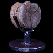 1.9" Edmontosaurus Dinosaur Fossil Tail Vertebrae Bone Lance Creek WY COA Stand