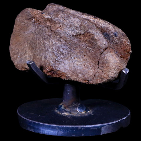 3.2" Edmontosaurus Fossil Toe Bone Lance Creek FM Cretaceous Dinosaur WY COA - Fossil Age Minerals