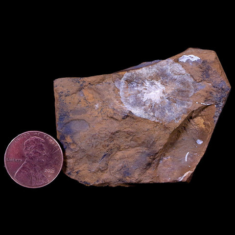 1" Winged Walnut Juglandaceae Fruit Fossil Plant Morton County, ND Paleocene Age - Fossil Age Minerals