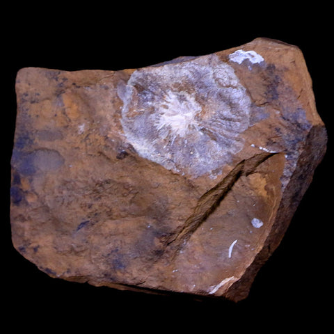 1" Winged Walnut Juglandaceae Fruit Fossil Plant Morton County, ND Paleocene Age - Fossil Age Minerals