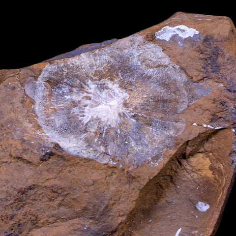 1" Winged Walnut Juglandaceae Fruit Fossil Plant Morton County, ND Paleocene Age - Fossil Age Minerals