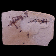4" Detailed Fossil Plant Leafs Metasequoia Dawn Redwood Oligocene Age MT COA