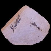 3.5" Detailed Fossil Plant Leafs Metasequoia Dawn Redwood Oligocene Age MT COA