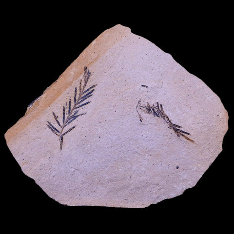 3.5" Detailed Fossil Plant Leafs Metasequoia Dawn Redwood Oligocene Age MT COA - Fossil Age Minerals