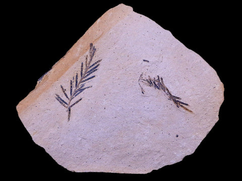 3.5" Detailed Fossil Plant Leafs Metasequoia Dawn Redwood Oligocene Age MT COA - Fossil Age Minerals