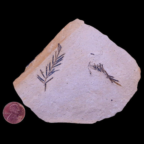 3.5" Detailed Fossil Plant Leafs Metasequoia Dawn Redwood Oligocene Age MT COA - Fossil Age Minerals