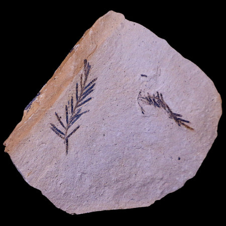 3.5" Detailed Fossil Plant Leafs Metasequoia Dawn Redwood Oligocene Age MT COA