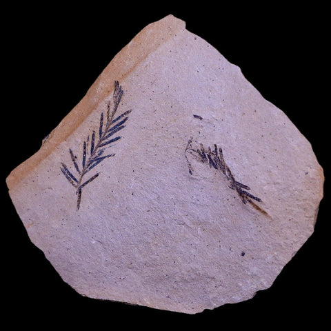 3.5" Detailed Fossil Plant Leafs Metasequoia Dawn Redwood Oligocene Age MT COA - Fossil Age Minerals