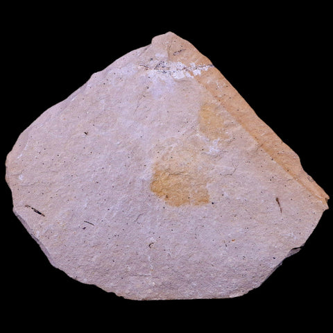 3.5" Detailed Fossil Plant Leafs Metasequoia Dawn Redwood Oligocene Age MT COA - Fossil Age Minerals