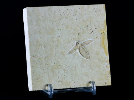 1.1" Rare Winged Flying Insect Fossil Upper Jurassic Age Solnhofen FM Germany