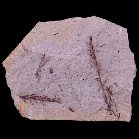 3" Detailed Fossil Plant Leafs Metasequoia Dawn Redwood Oligocene Age MT COA - Fossil Age Minerals