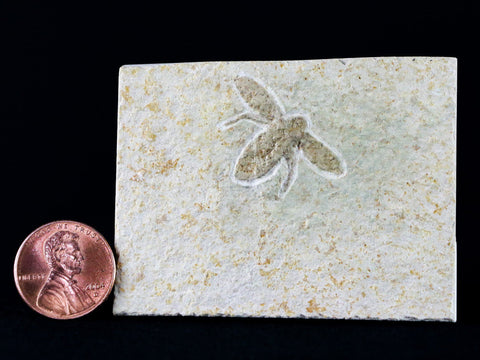 1.1" Rare Winged Flying Insect Fossil Upper Jurassic Age Solnhofen FM Germany - Fossil Age Minerals