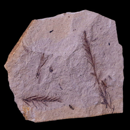 3" Detailed Fossil Plant Leafs Metasequoia Dawn Redwood Oligocene Age MT COA