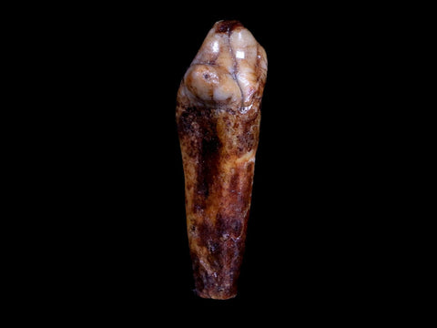 1.6" Extinct Cave Bear Ursus Spelaeus Incisor Tooth Rooted Pleistocene Age COA, Stand - Fossil Age Minerals